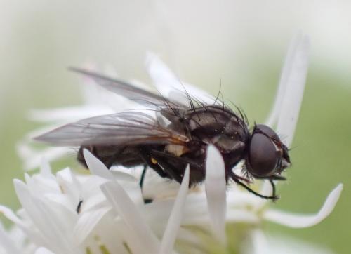 Réf. 335 857 : Delia sp.